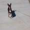 Tiny Chihuahua butt.