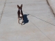 Tiny Chihuahua butt.