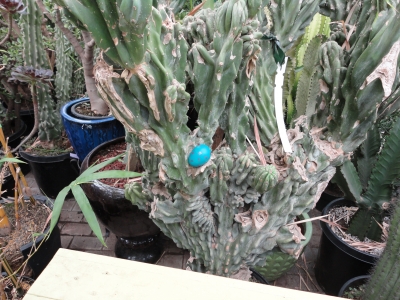 A surprise for the flower store