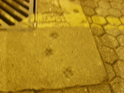 Pawprints Pawprints