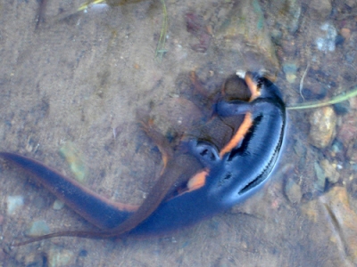 newt reproduction