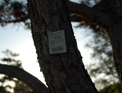 In a Park Tree In a Park Tree