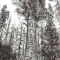 General Sherman