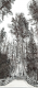 General Sherman