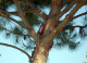 Kitten-Tree
