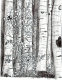Pando