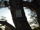 In a Park Tree