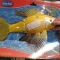 Battery operated Koi.