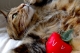 DSC_0217.jpg