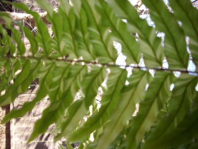 DSCI0033.JPG