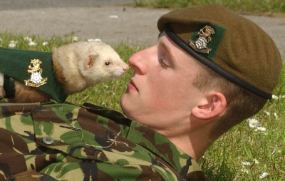 ferret.jpg