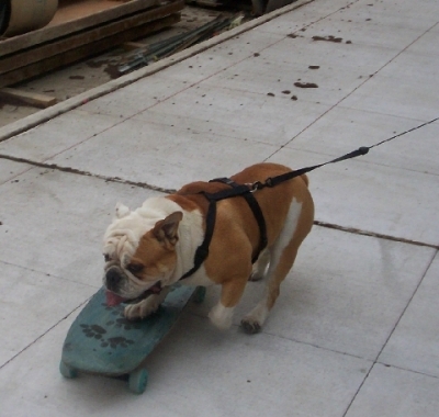DOG on four, getting ready to hop on four wheels.