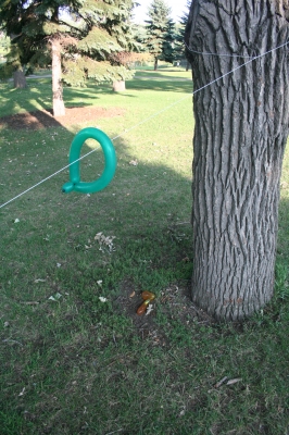 the giant rubber dildo that someone left by a tree