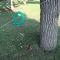 the giant rubber dildo that someone left by a tree