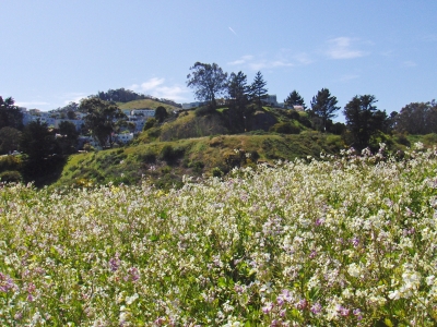 my hilltop my hilltop