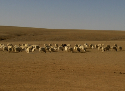 mongolian sheep 1