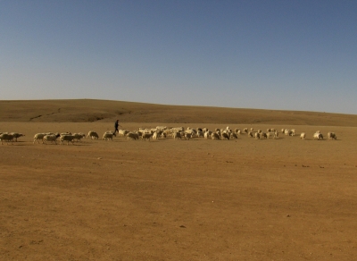 mongolian sheep 2
