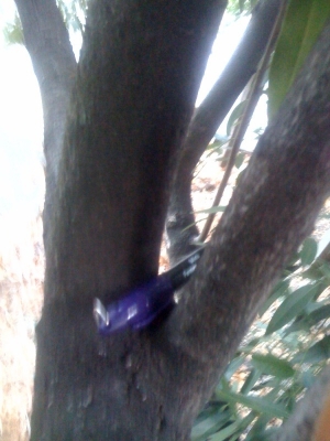 eeepss! oby 9 in tree eeepss! oby 9 in tree