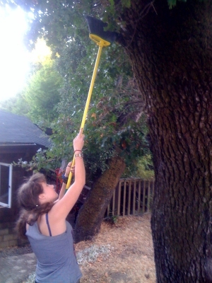 putting object 2 in tree