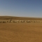 mongolian sheep 2