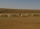 mongolian sheep 1