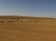 mongolian sheep 2