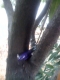 eeepss! oby 9 in tree