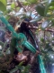 oby 3 in tree
