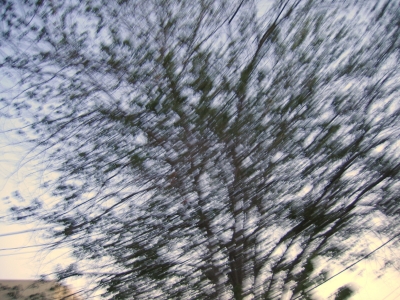 a tree.