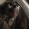 main_audiotourregula35825.jpg