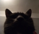 londonbob 084.jpg