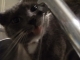 main_audiotourregula35825.jpg