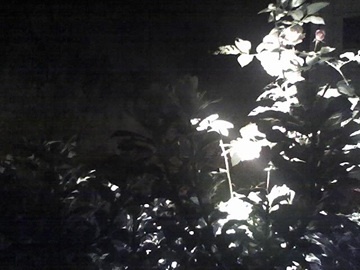 mystical branches mystical branches