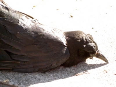 bird1.jpg