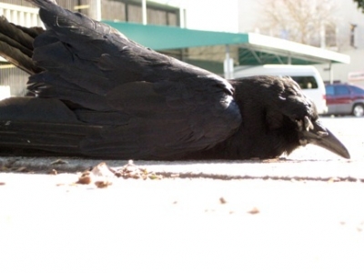 bird2.jpg