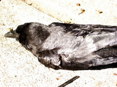 bird3.jpg