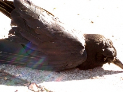 bird4.jpg