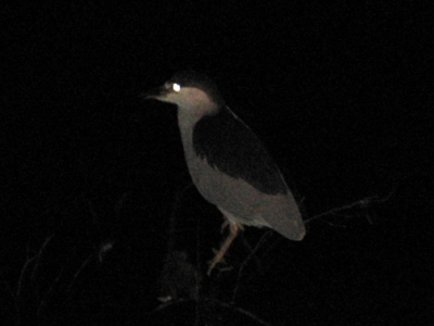 jerky night heron