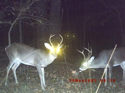 oh deer.JPG