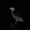 jerky night heron