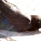 bird4.jpg