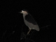 jerky night heron