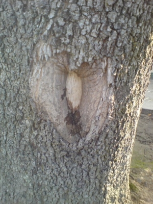 Urgh, too much love...