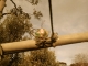 Final Egg, in a Nest