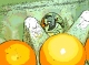 Egg among Eggs (Stylised)