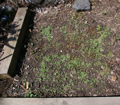 Garden Garden