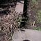 The completed toad home