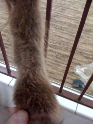 at the end of this tail?