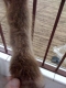 at the end of this tail?