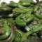 fiddleheads - 1.jpg